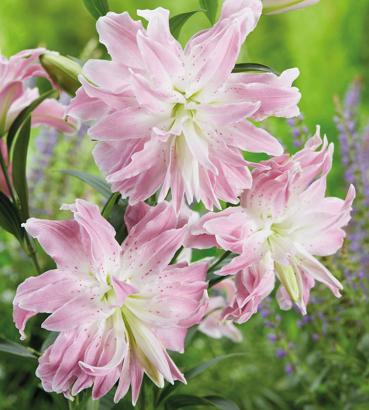 5 kpl Oriental-lilja ’Lotus Elegance’