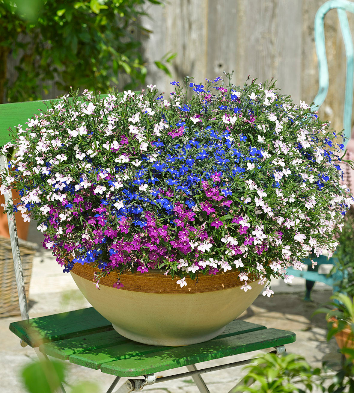 10 kpl Lobelia mix