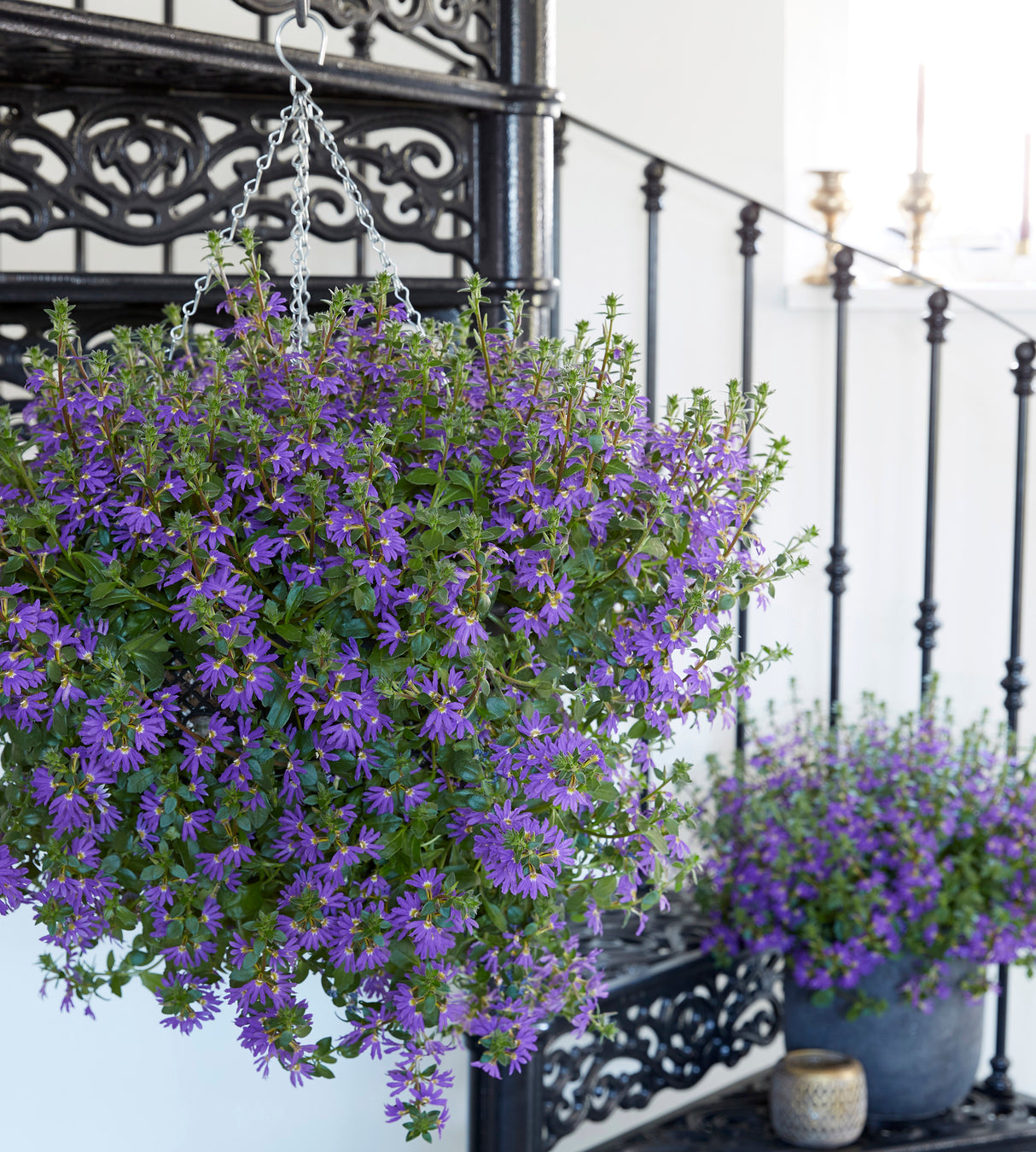 4 kpl Siniviuhka 'Fancy Blue'