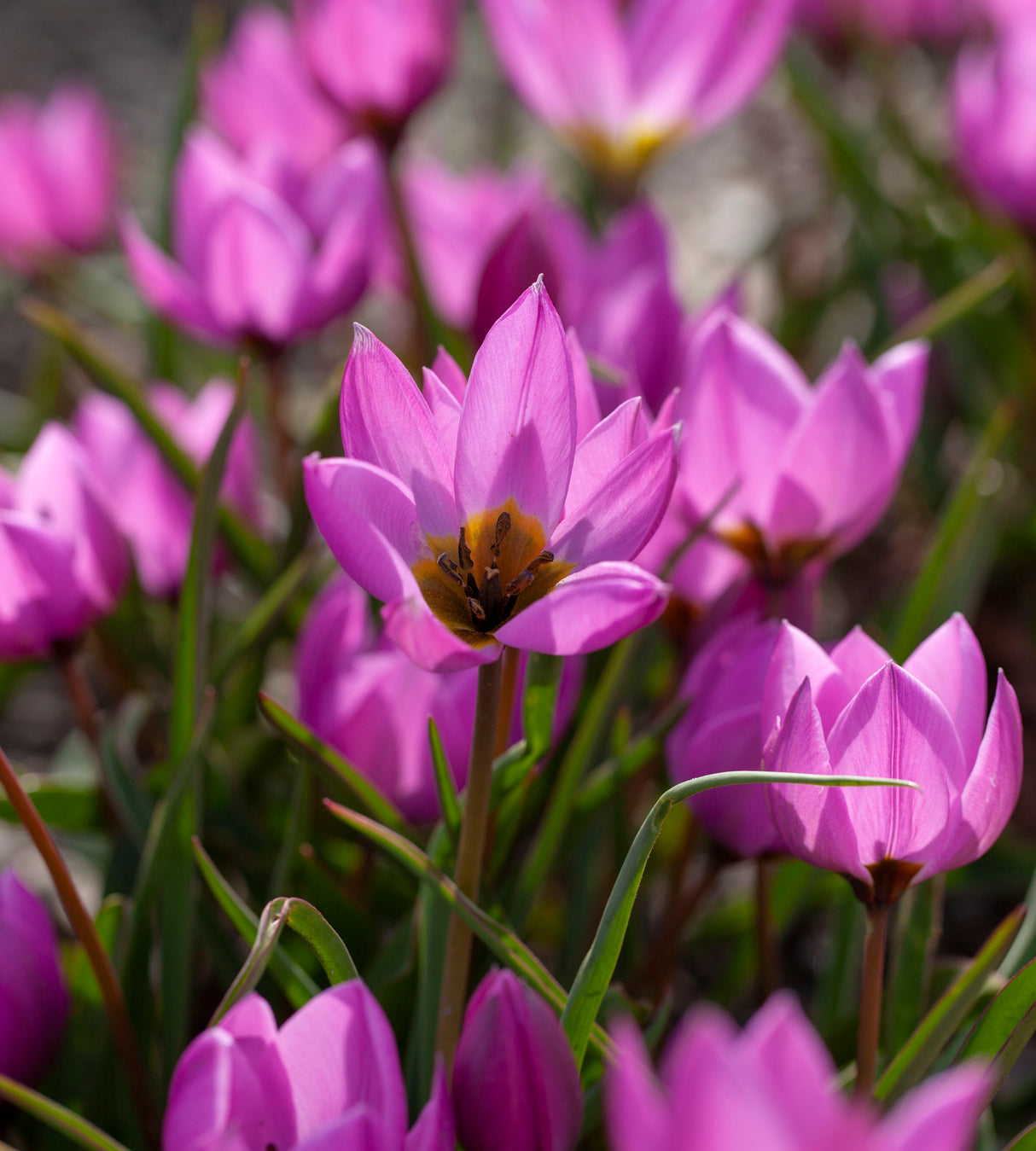 10 kpl Tulppaani ’Helene’