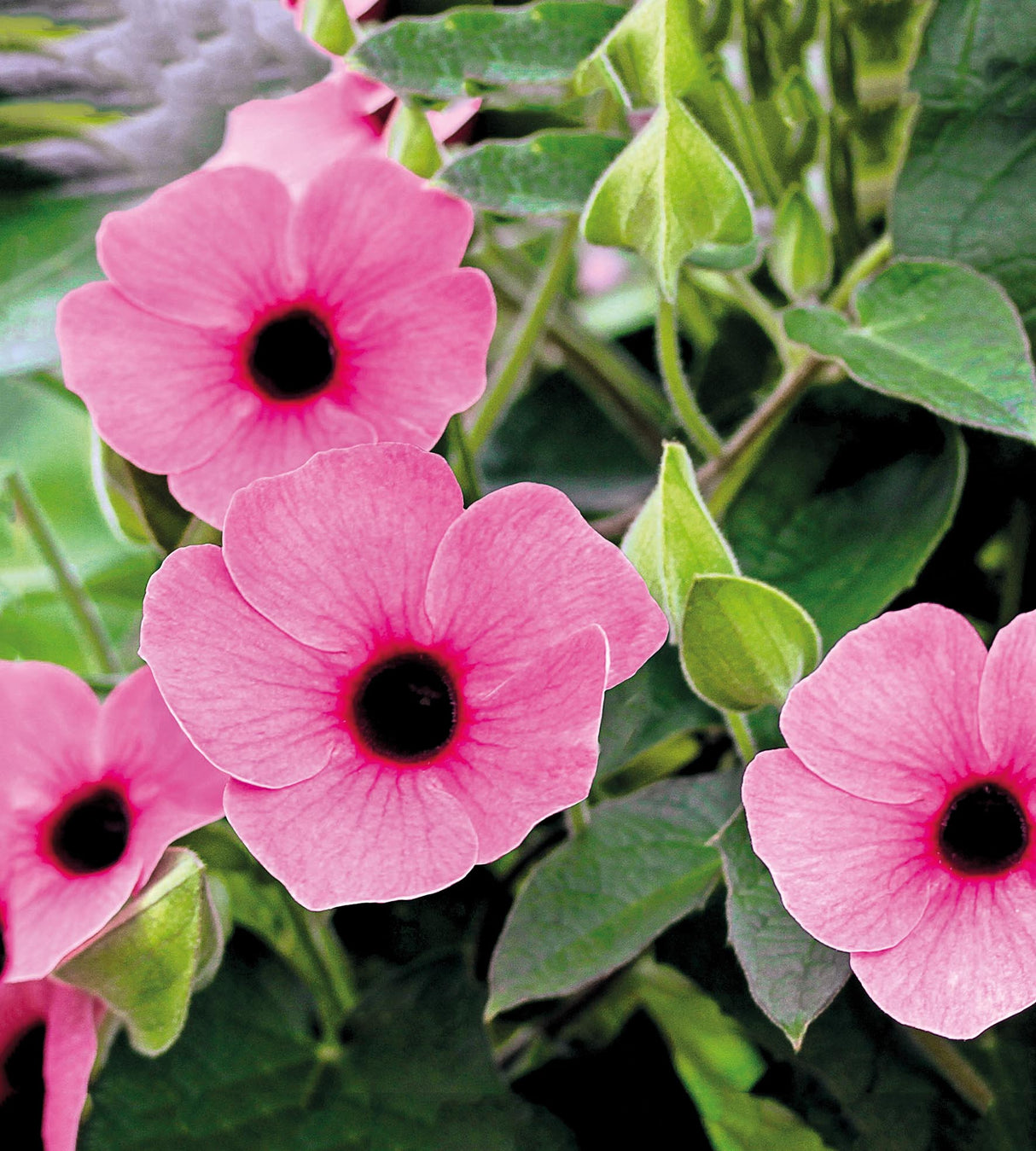 Mustasilmäsusanna ’Rose’ 1 kpl
