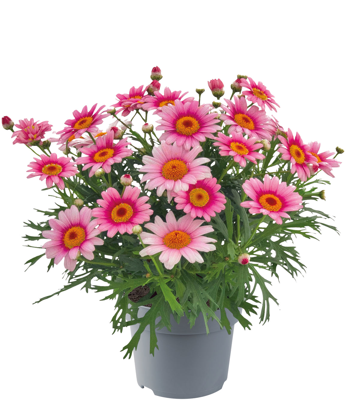 4 kpl Marketta 'Pink Halo'