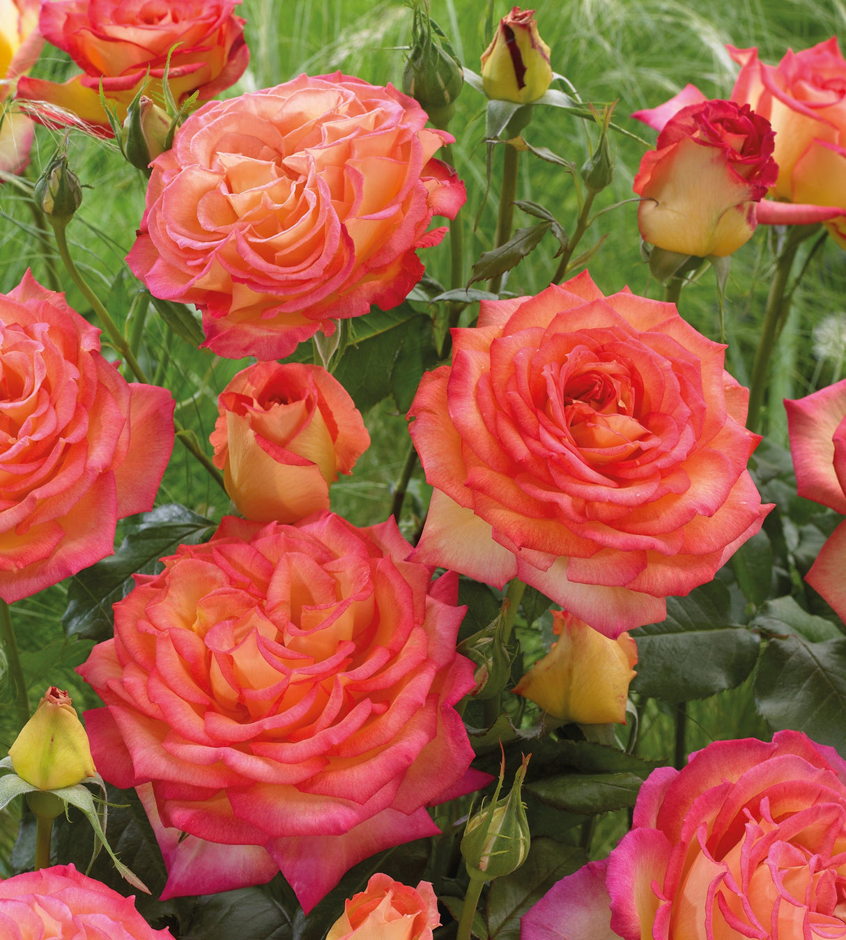 3 kpl Ruusu 'Piccadilly'