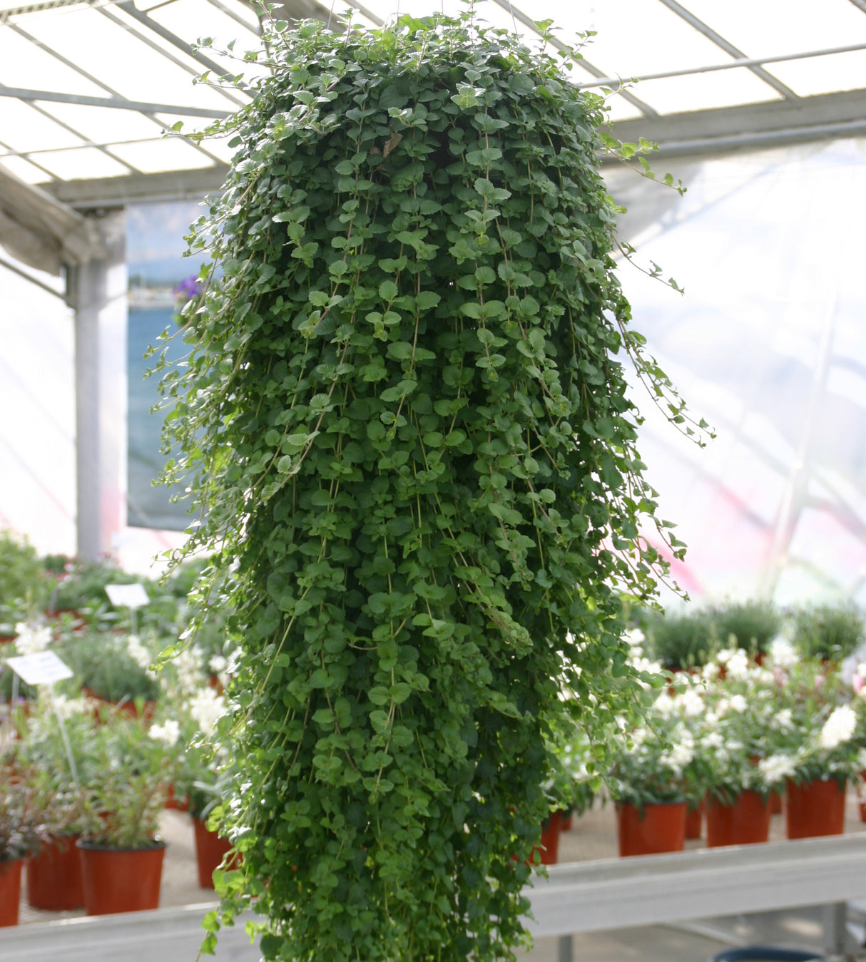Intiaaniminttu 5 kpl