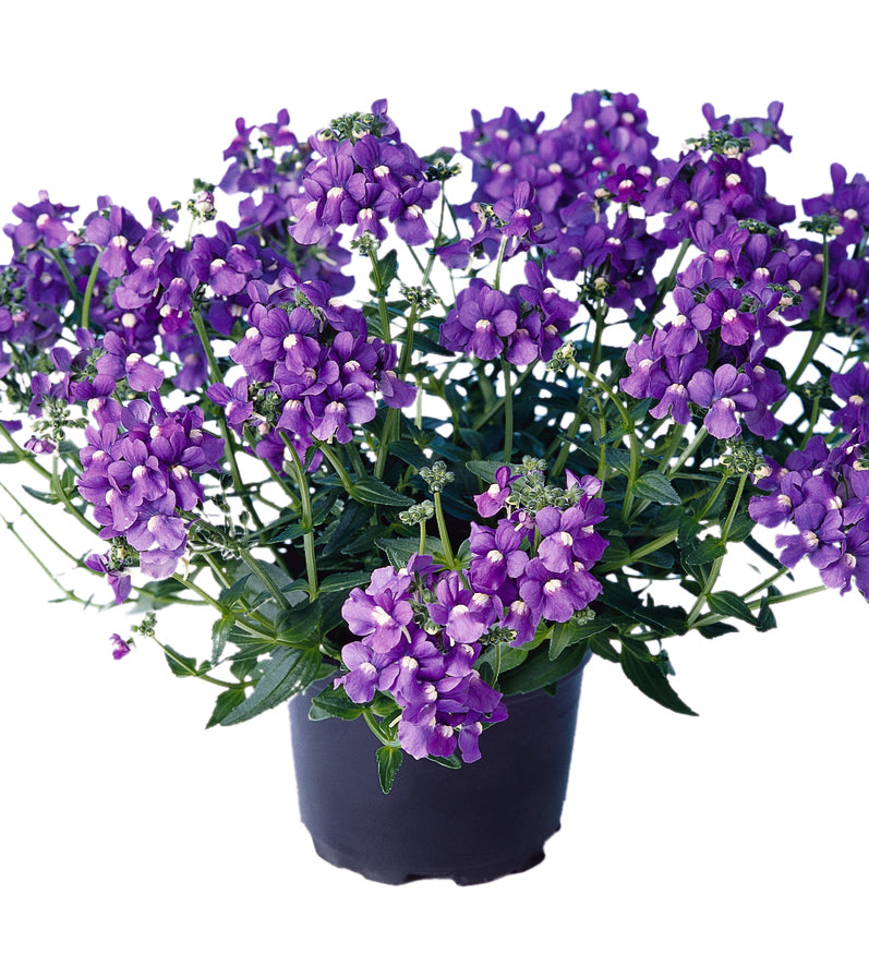 5 kpl Kohtalonkukka 'Nuvo Blue'