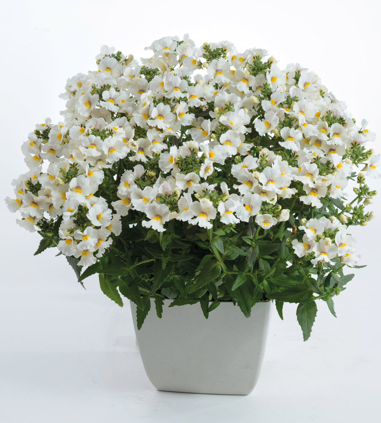 5 kpl Kohtalonkukka 'Nuvo White'