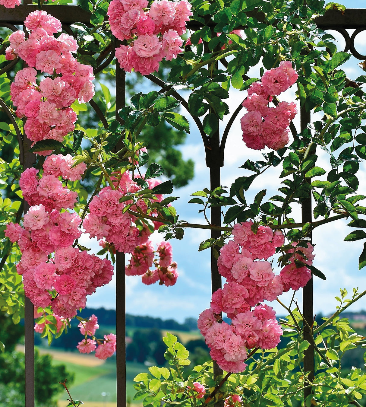 1 kpl Köynnösruusu ’Blossome Time’