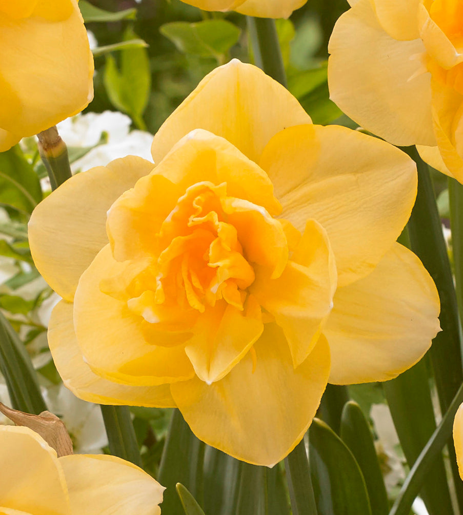 15 kpl Narsissi 'Orange Juice'