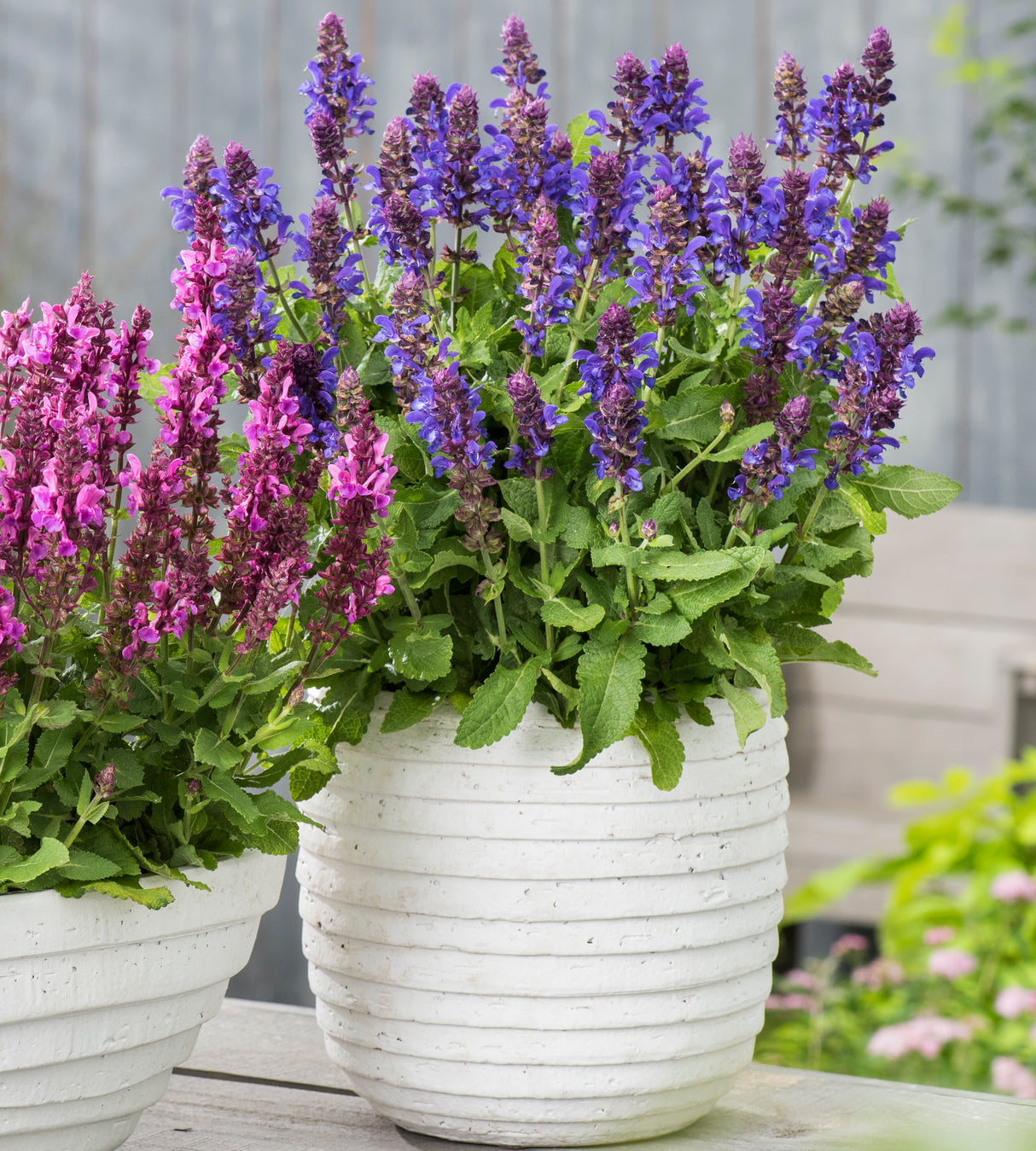 4 kpl Lehtosalvia ’Marvel Blue’