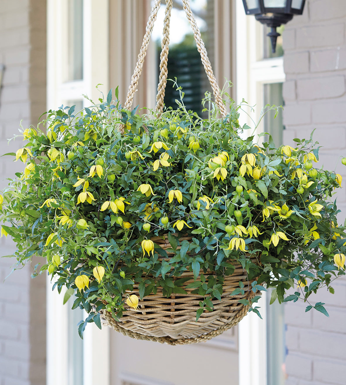 3 kpl Kärhö ’Little Lemons’