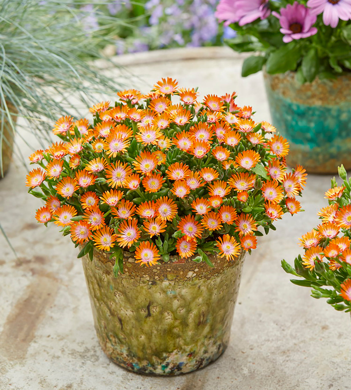 5 kpl Piikkipäivikki ’Ice Cream Orange’