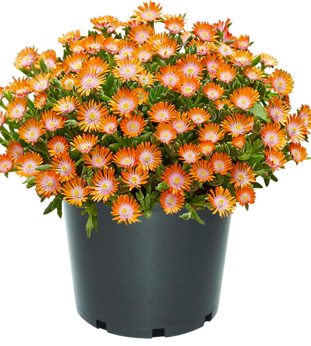 5 kpl Piikkipäivikki ’Ice Cream Orange’