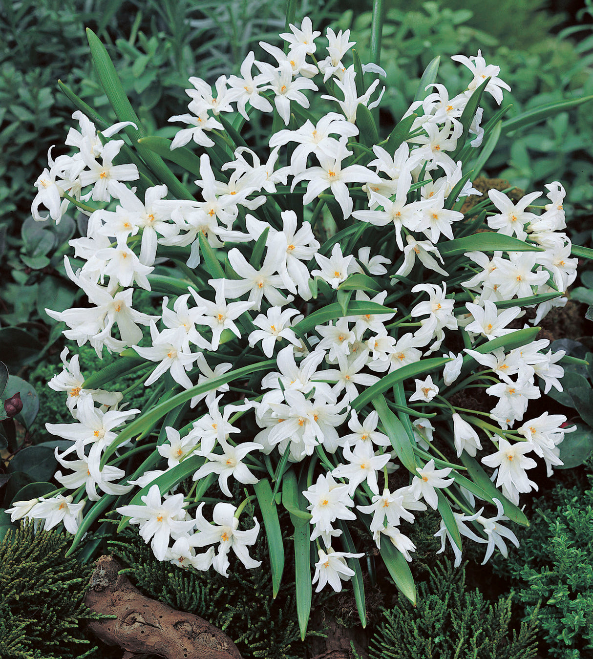 30 kpl Isokevättähti ’Luciliae Alba’