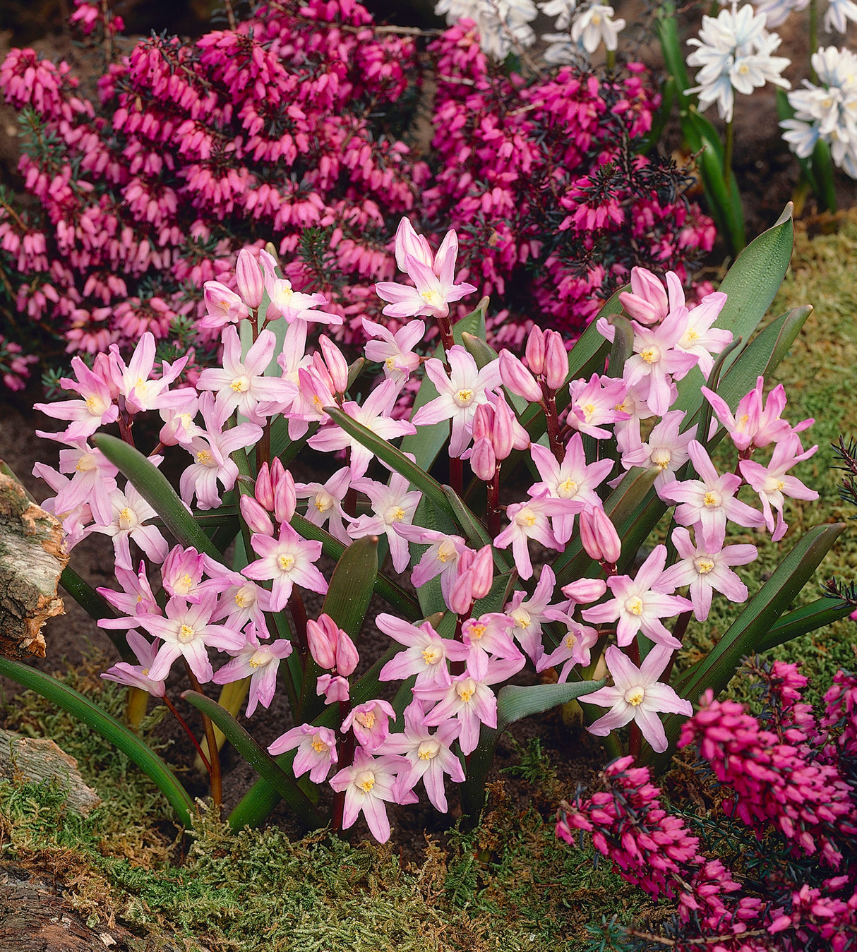 10 kpl Isokevättähti ’Pink Giant’