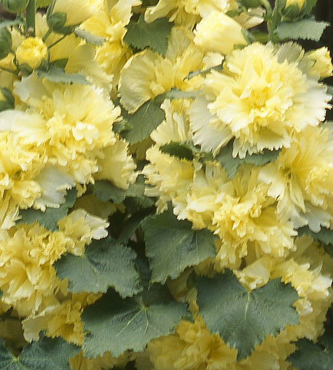 5 kpl Salkoruusu ’Lemon’