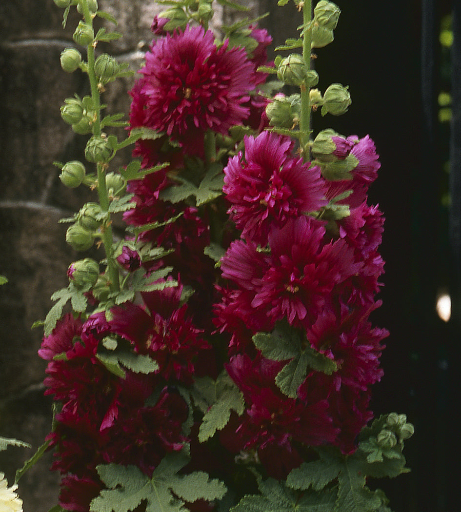 5 kpl Salkoruusu ’Crimson’