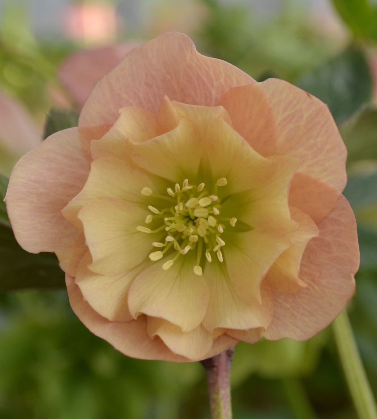 3 kpl Jouluruusu 'Apricot'