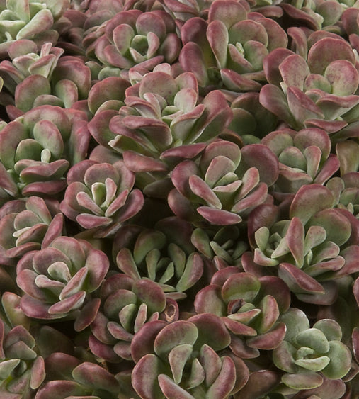 4 kpl Lusikkamaksaruoho ’Purpureum’