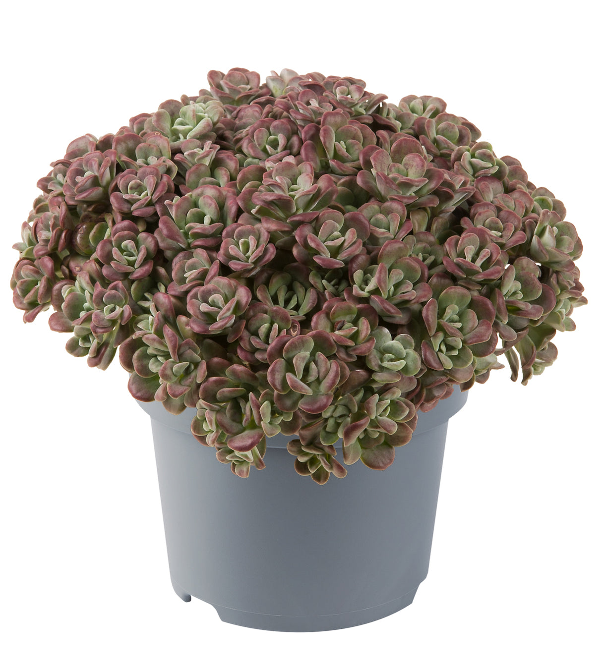 4 kpl Lusikkamaksaruoho ’Purpureum’