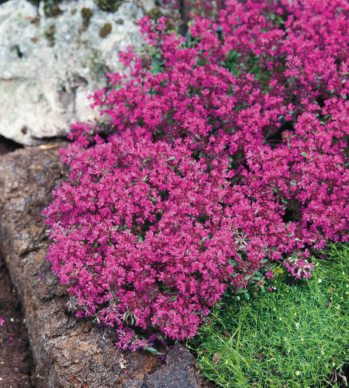 Nummiajuruoho 'Red Carpet' 10 kpl