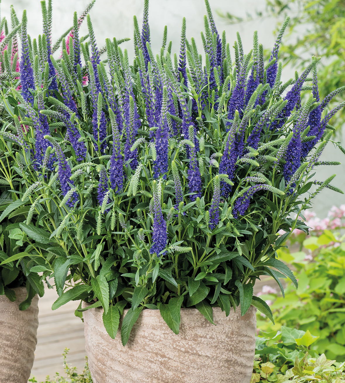 4 kpl Tähkätädyke 'Blue'