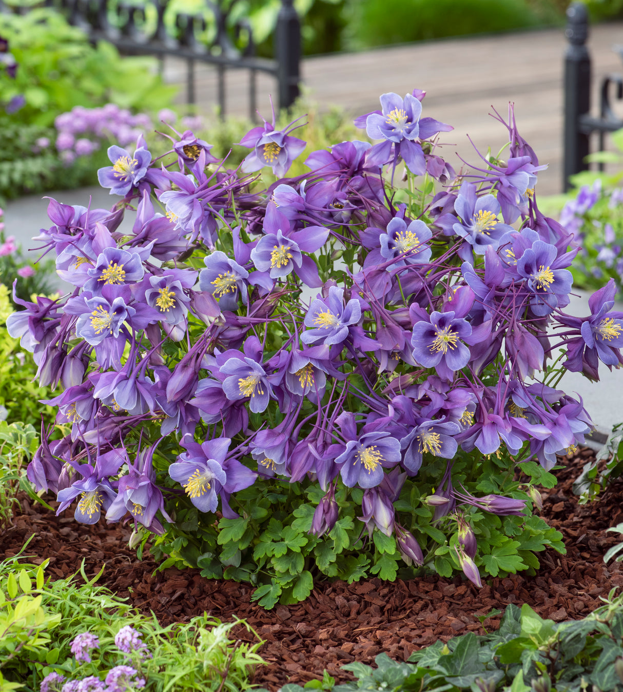 6 kpl Akileija ’Earlybird Purple Blue’