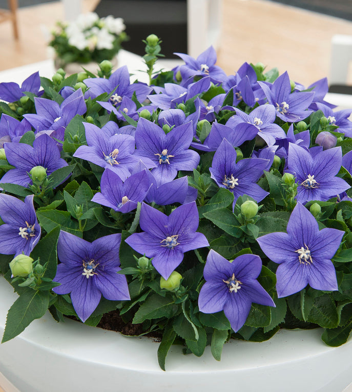 5 kpl Jalokello ’Blue’