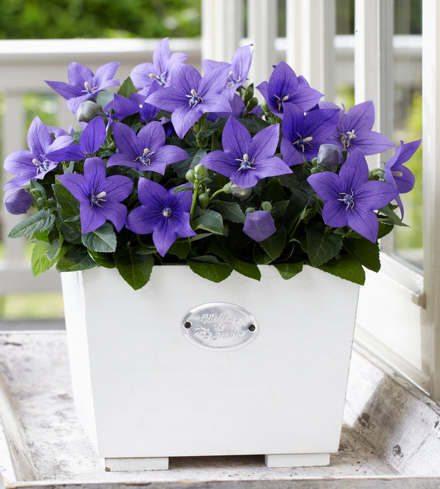 5 kpl Jalokello ’Blue’