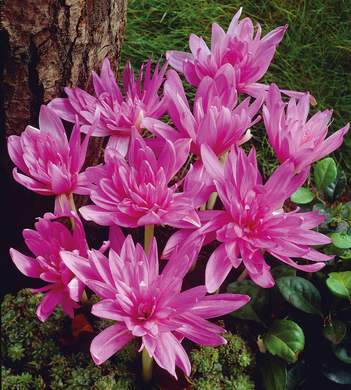 3 kpl Alastonimpi Waterlily