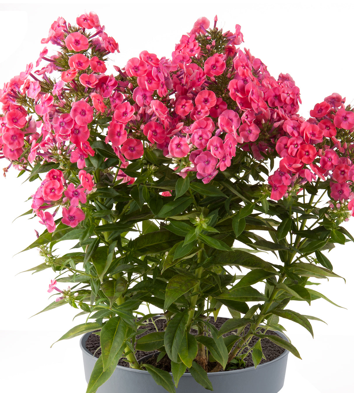 Syysleimu 'Ka-Pow Pink’ 4 kpl