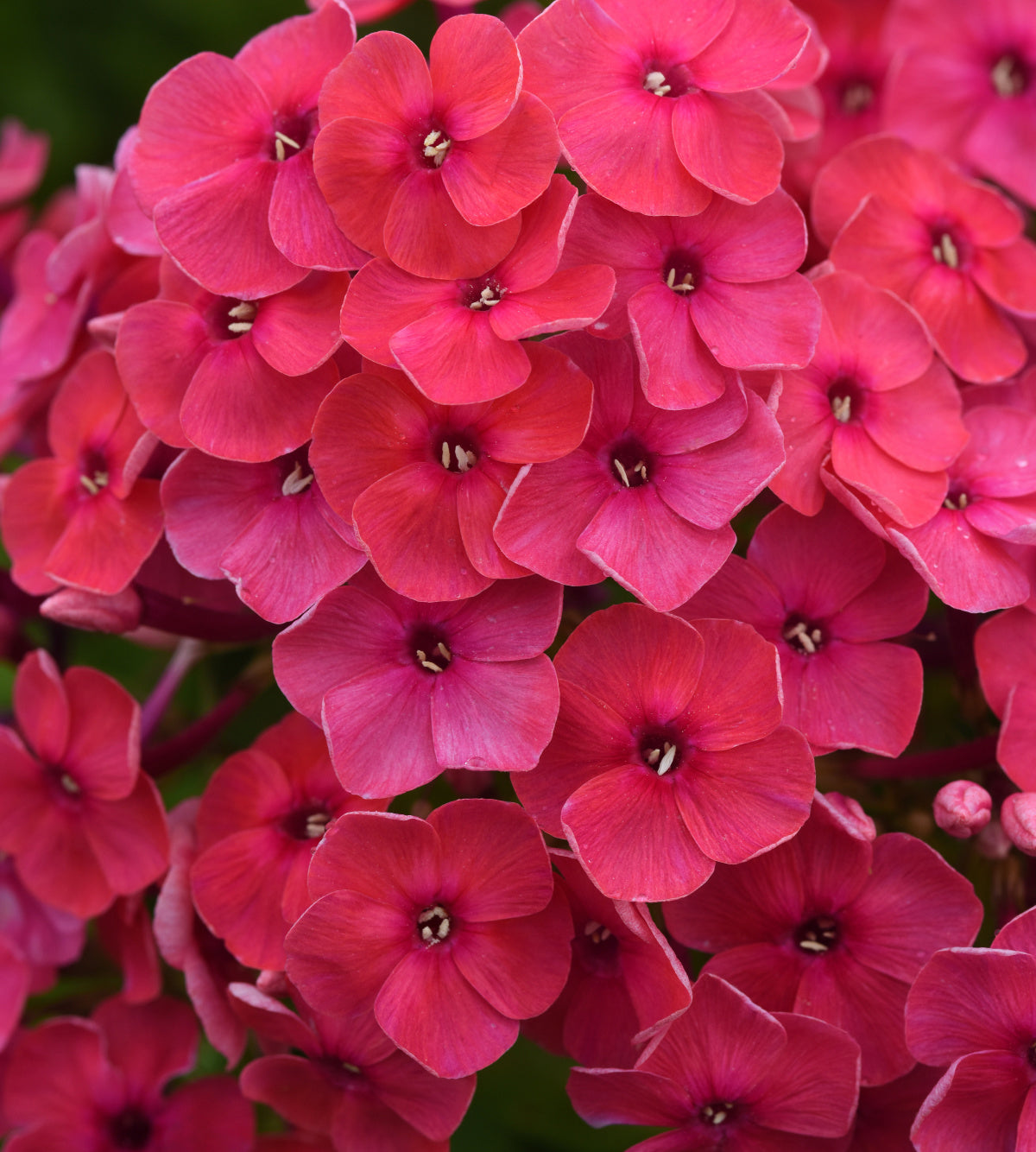Syysleimu 'Ka-Pow Pink’ 4 kpl