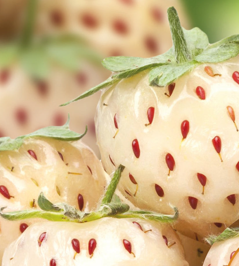 Mansikka ’Pineberry’ 3 kpl