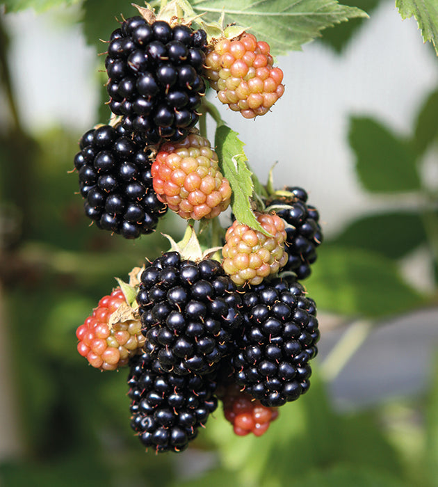 1 kpl Karhunvadelma ’Black Satin’