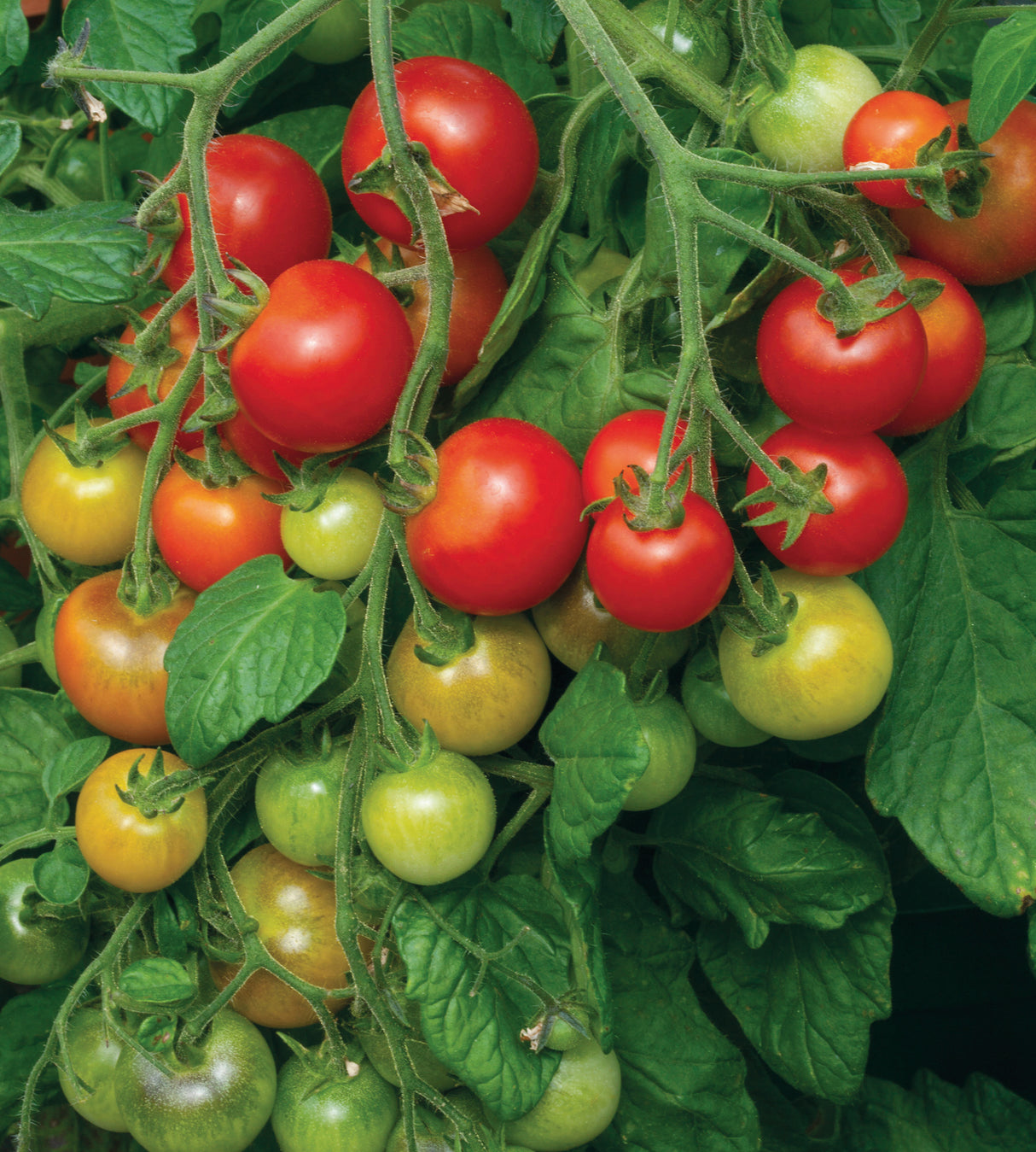 Amppelitomaatti ’Cherry Falls’ 4 kpl