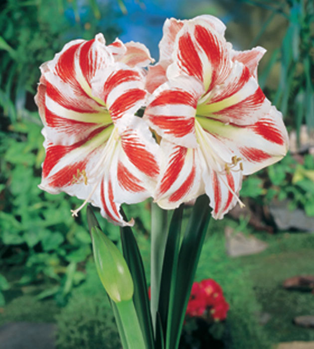 3 kpl Amaryllis Superstar