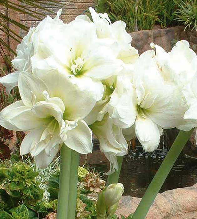 1 kpl Amaryllis Alfresco
