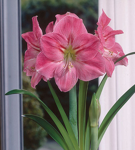 3 kpl Amaryllis Rosalie