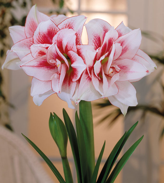 3 kpl Amaryllis Elvas