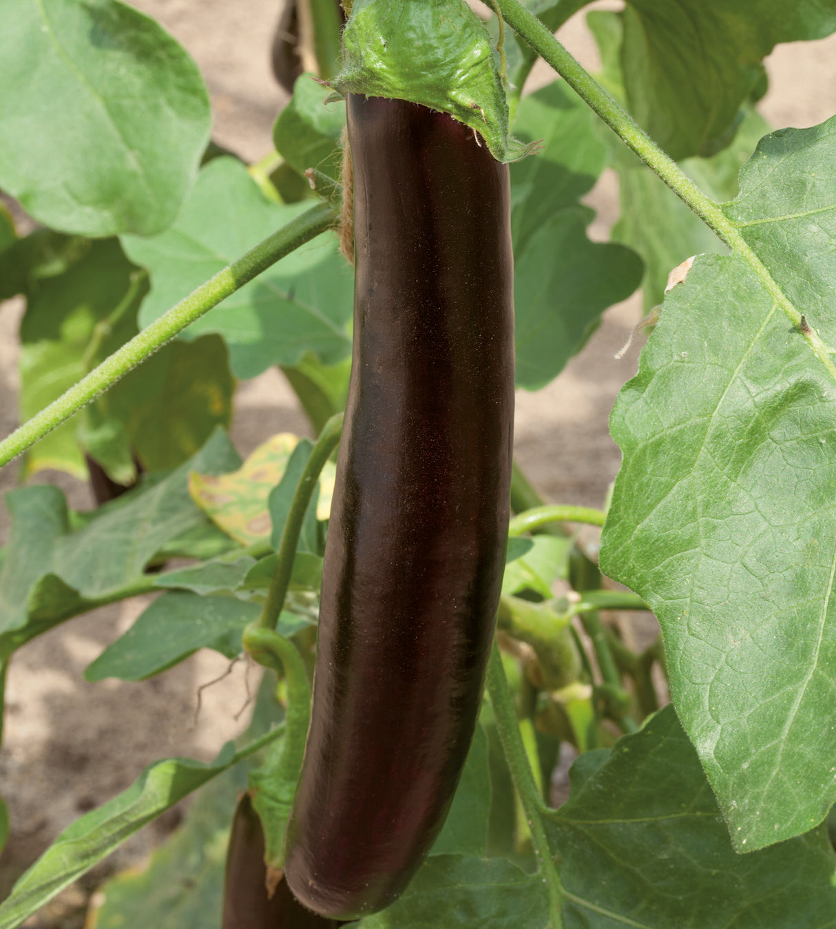 4 kpl Munakoiso 'Violet Knight'