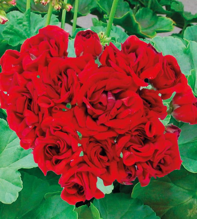 Pelargoni ’Rosebud’ 3 kpl