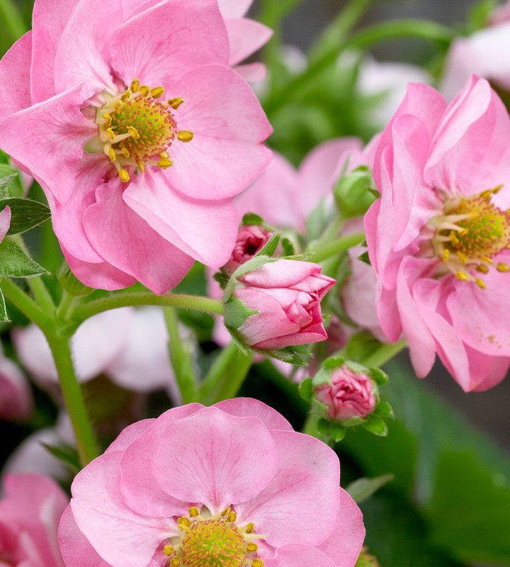 Mansikka ’Summer Breeze Pink’ 3 kpl