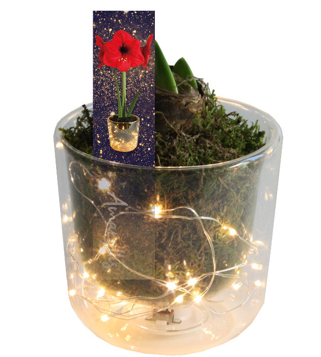 1 kpl Amaryllis LED-valoruukussa
