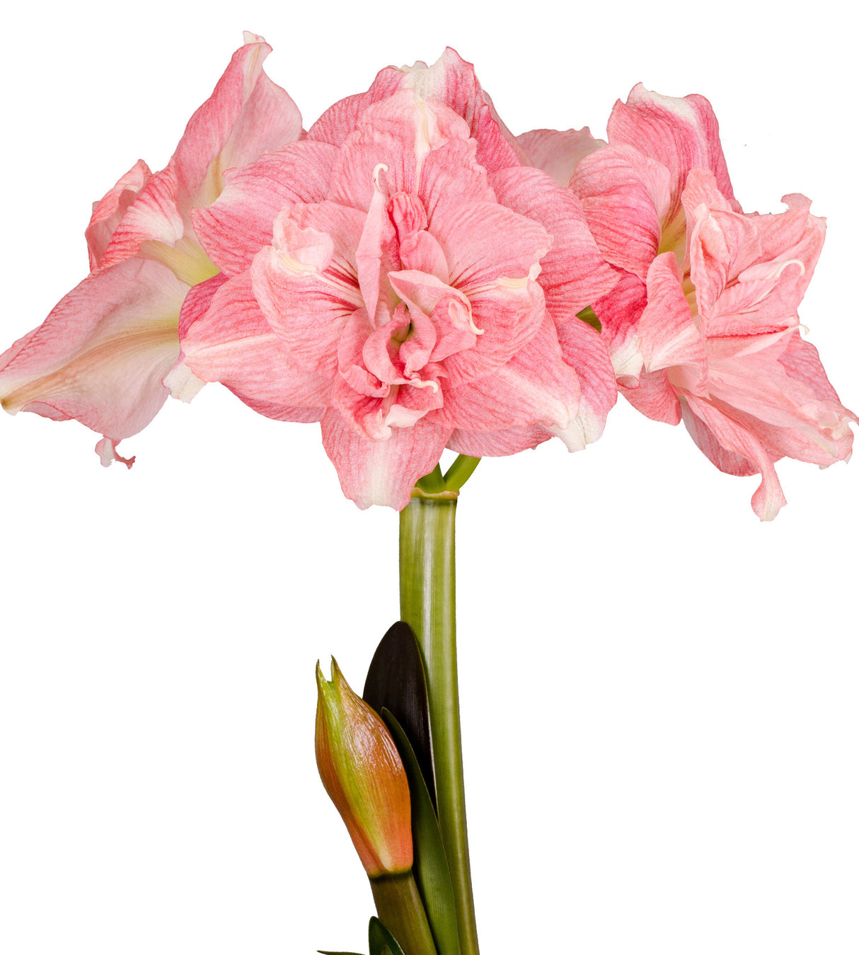 3 kpl Amaryllis Rozetta