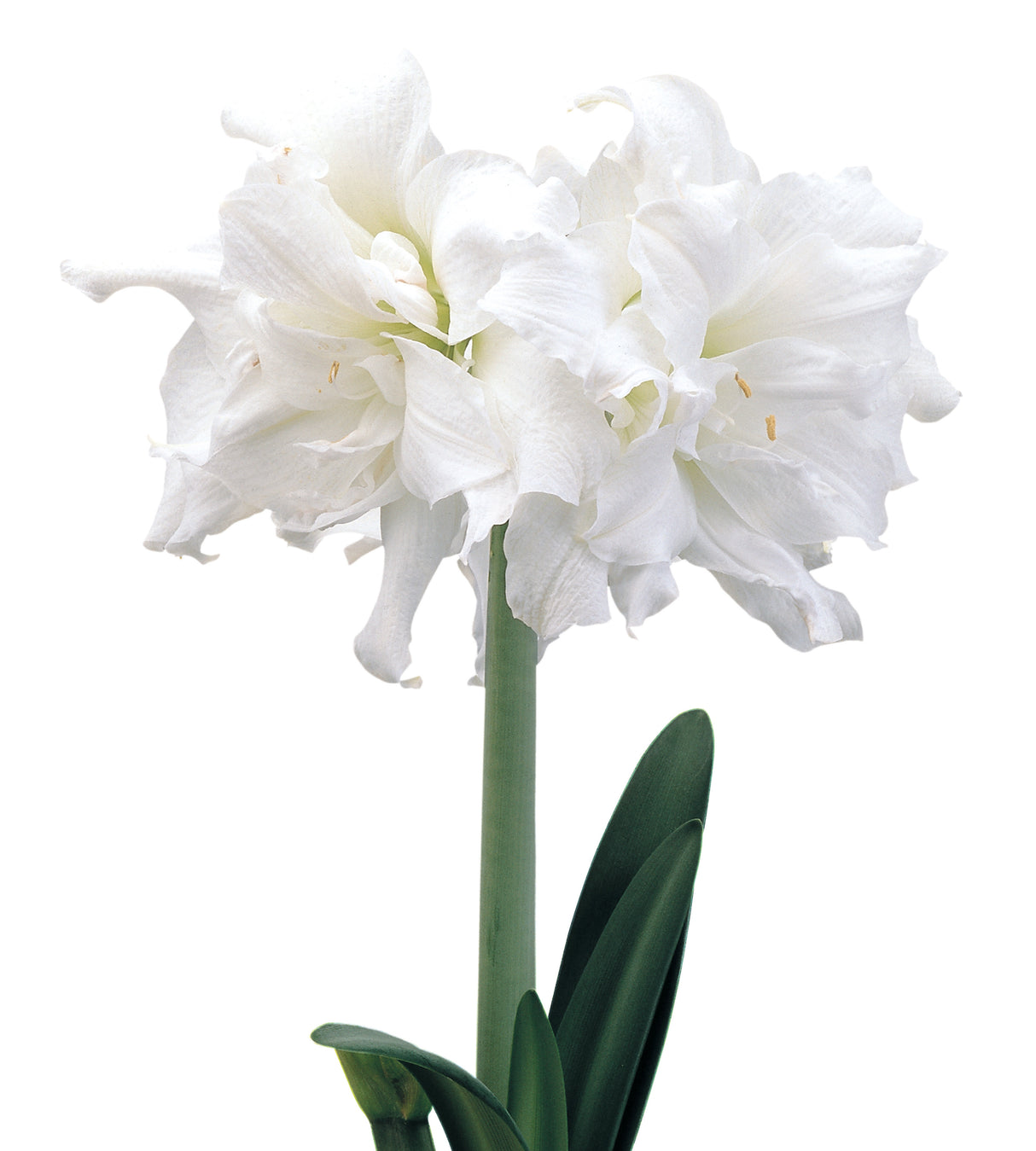 1 kpl Amaryllis Snow White