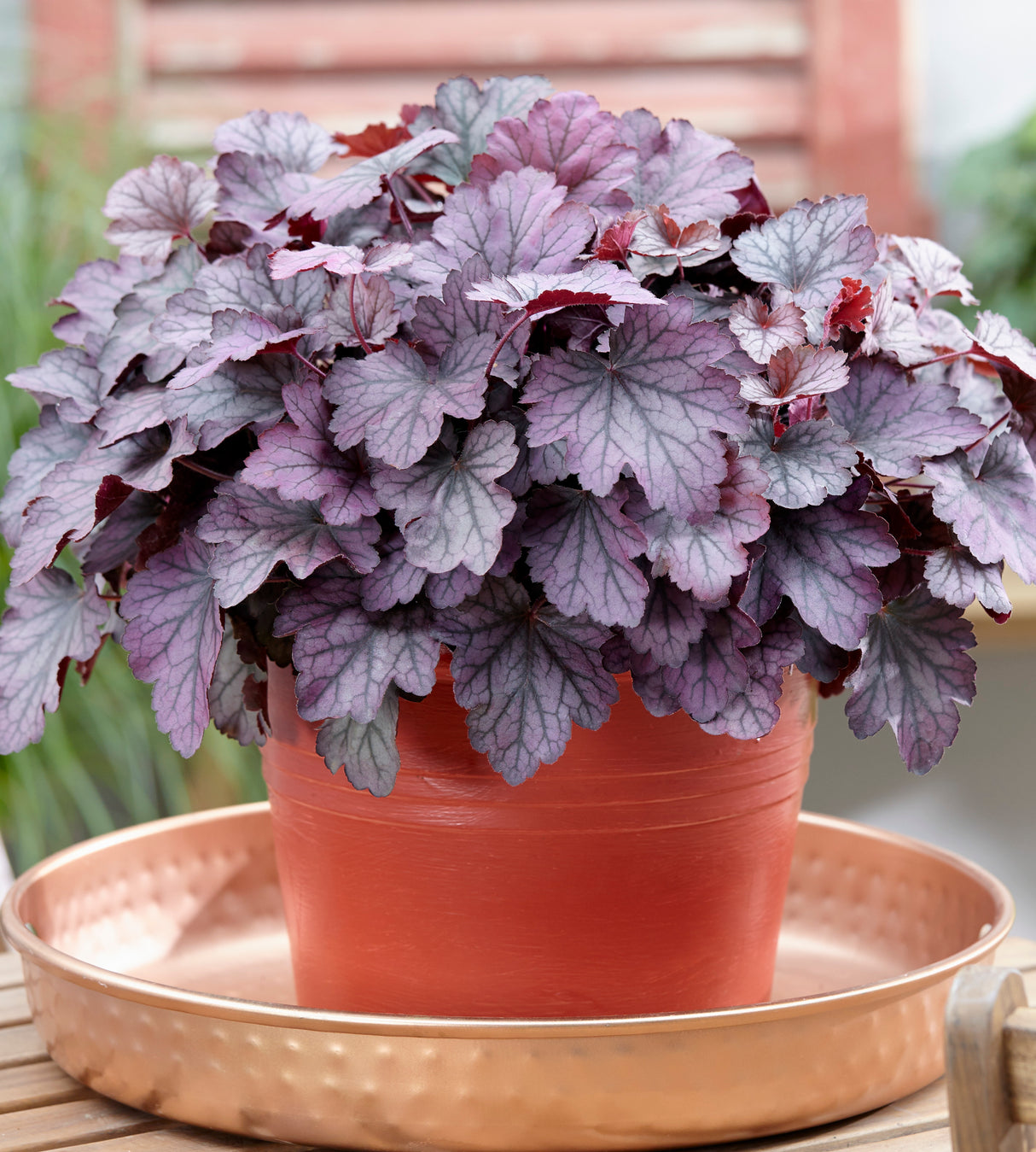 3 kpl Purppurakeijunkukka ’Palace Purple’