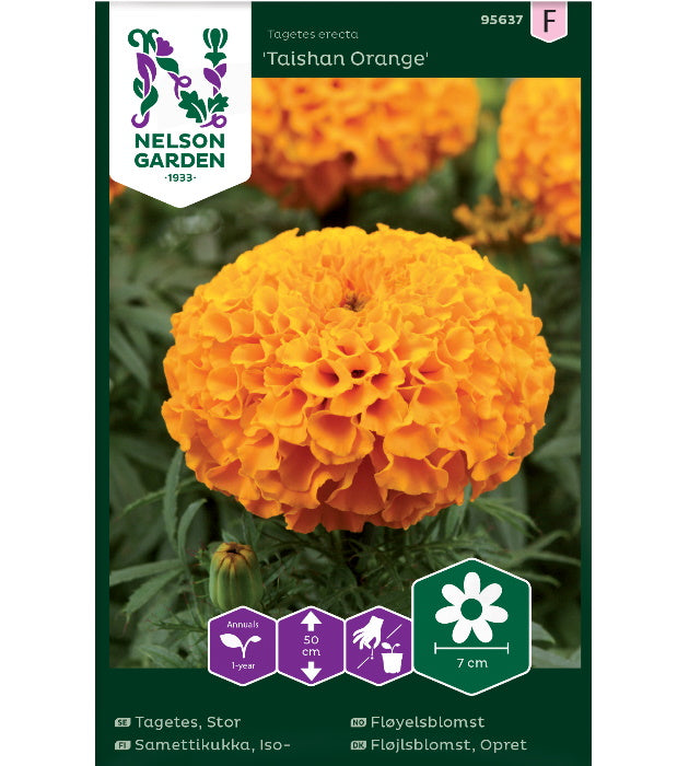 1 pss Isosamettikukka 'Taishan Orange'