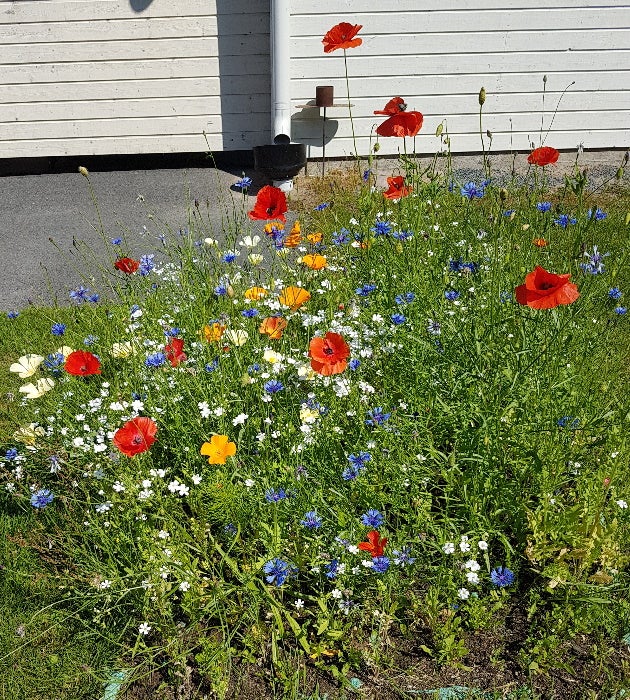 Kukkaniitty, siemenkangas 15 m² + kiinnitystikut 30 kpl