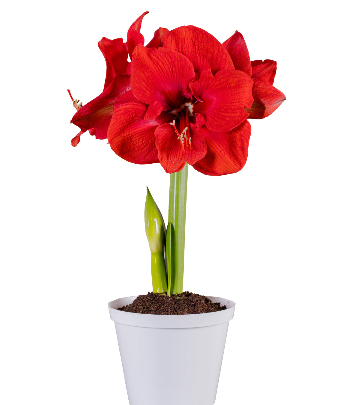 1 kpl Amaryllis Miracle