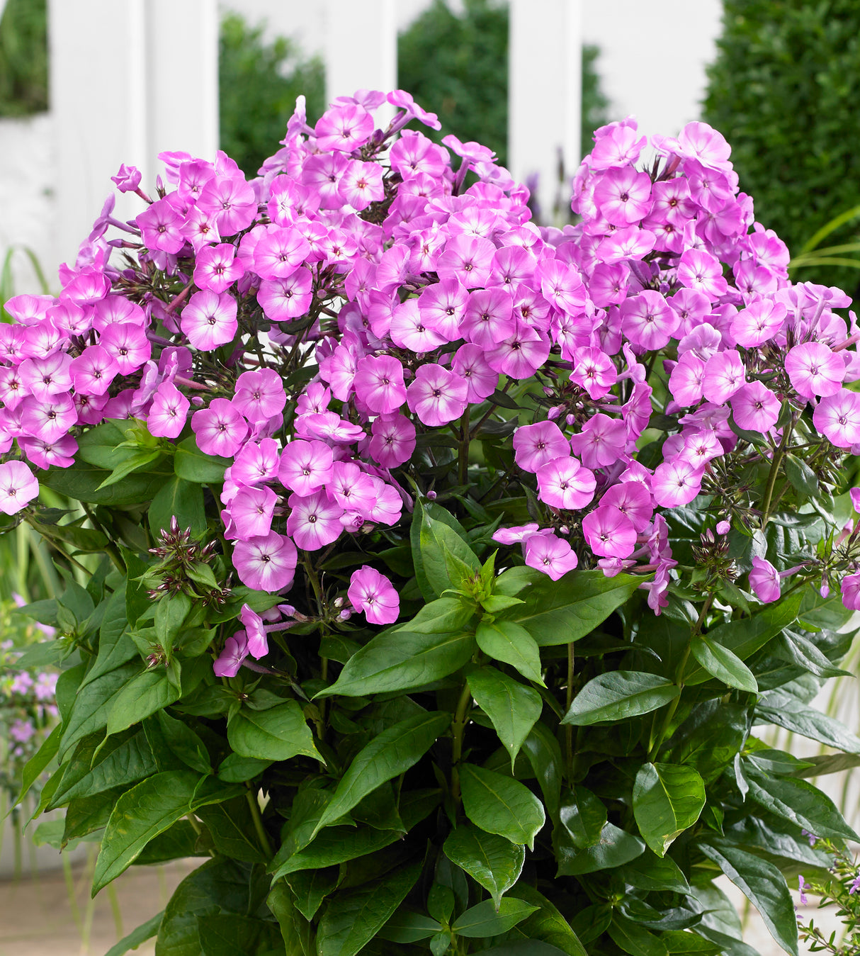 3 kpl Syysleimu 'Famous Light Purple'