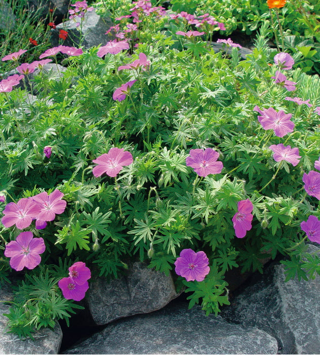 3 kpl Verikurjenpolvi 'Vision Violet'